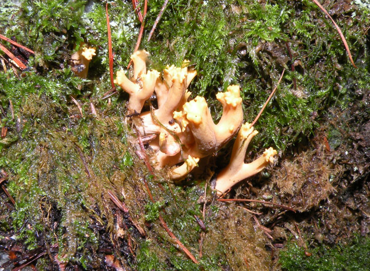 Clavulina coralloides?